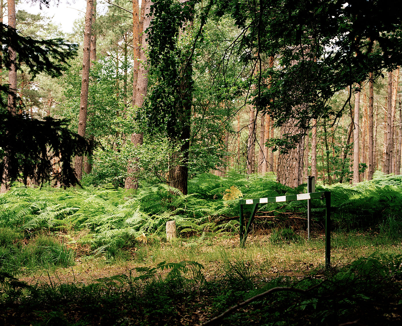 Forêt domaniale de Monfort sur Risle, Eure.