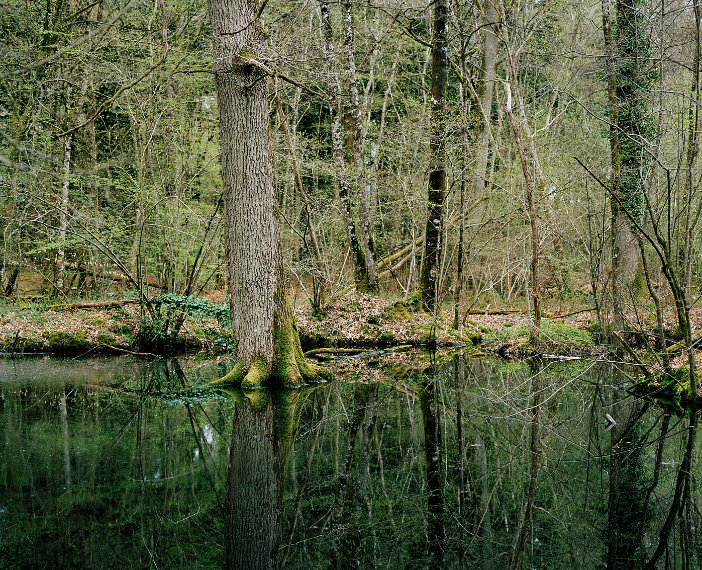 Forêt de la Guerche, Ille et Vilaine.