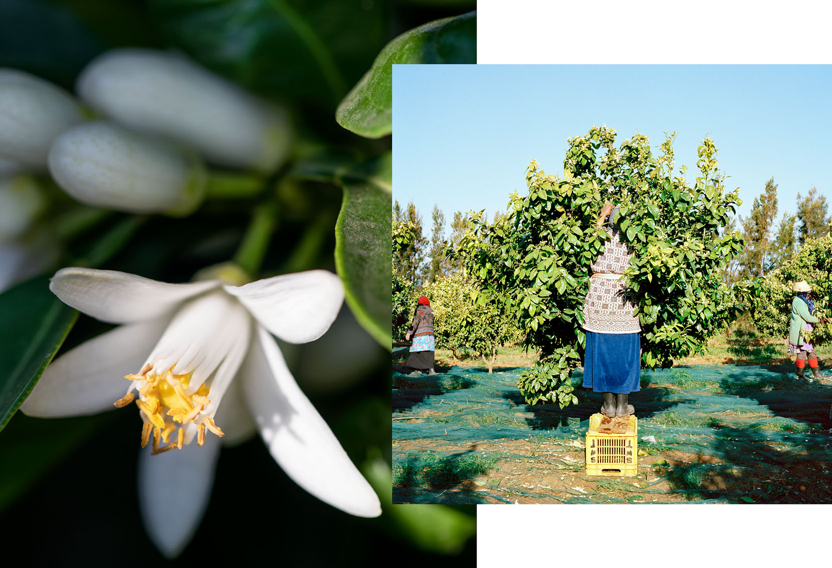 Cueillette de la fleur d'oranger sur une plantation de bigaradiers de la région de Nabeul.