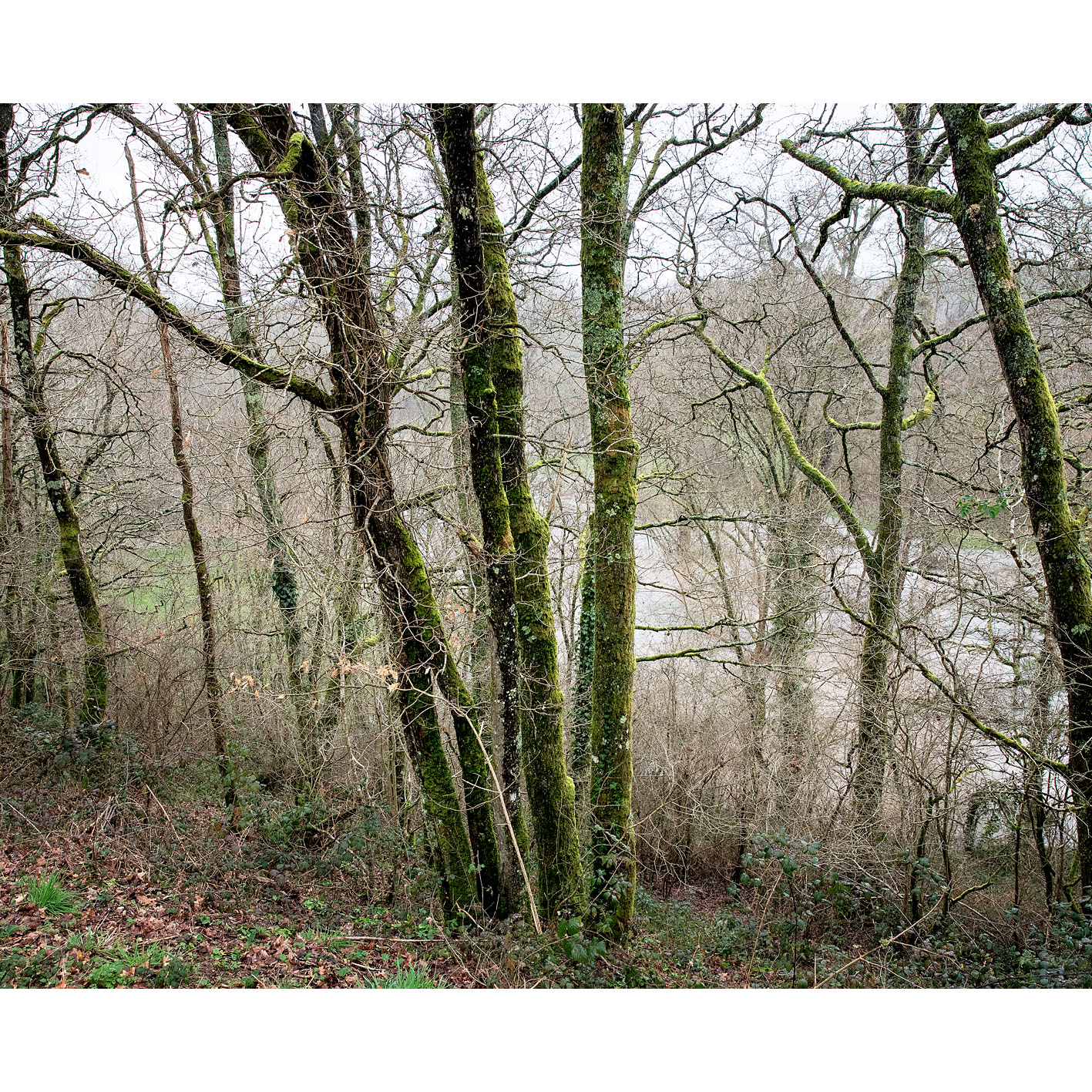La forêt de Fabrice Hyber au coeur du bocage Vendéen. Le terrain est valonné, en contre bas coule la Doulaye. 